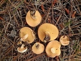 Suillus kaibabensis image