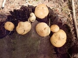 Suillus kaibabensis image