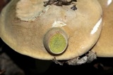Boletus pallidus image
