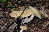 Boletus pallidus image