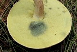 Boletus pallidus image