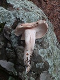 Hygrophorus erubescens image