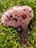 Hydnellum peckii image