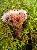 Hydnellum peckii image