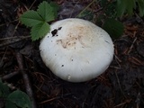 Agaricus chionodermus image