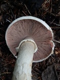 Agaricus chionodermus image