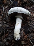 Agaricus chionodermus image