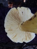 Floccularia albolanaripes image