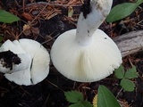 Russula aeruginea image