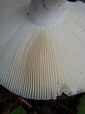Russula aeruginea image