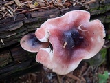 Russula atropurpurea image