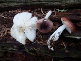Russula atropurpurea image