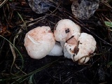 Hygrophorus erubescens image