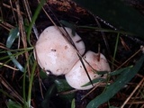 Hygrophorus erubescens image