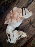 Hygrophorus erubescens image
