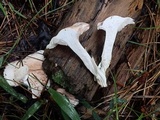 Hygrophorus erubescens image