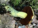 Boletus vermiculosoides image