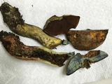 Boletus vermiculosoides image