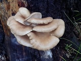 Pleurotus pulmonarius image