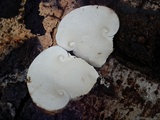 Catathelasma singeri image