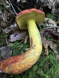Baorangia bicolor image