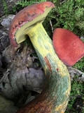 Baorangia bicolor image