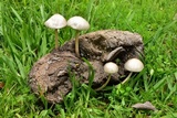 Panaeolus antillarum image