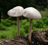 Panaeolus antillarum image