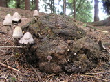 Psathyrella hirta image