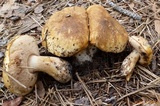 Tylopilus peralbidus image