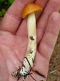 Leccinum longicurvipes image