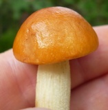 Leccinum longicurvipes image