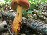 Baorangia bicolor image