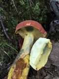 Baorangia bicolor image