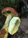 Baorangia bicolor image