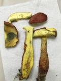 Baorangia bicolor image