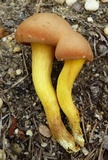 Phylloporus rhodoxanthus image