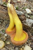 Phylloporus rhodoxanthus image
