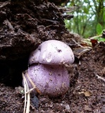 Tylopilus plumbeoviolaceus image