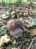 Tylopilus plumbeoviolaceus image