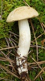 Boletus pallidus image