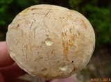 Boletus pallidus image
