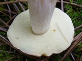 Boletus pallidus image