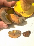 Lanmaoa pseudosensibilis image