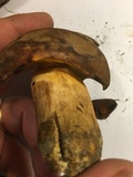 Lanmaoa pseudosensibilis image