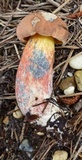 Boletus oliveisporus image
