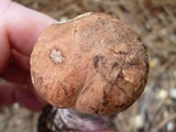 Boletus oliveisporus image