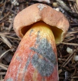 Boletus oliveisporus image