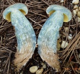 Boletus oliveisporus image