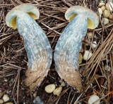 Boletus oliveisporus image
